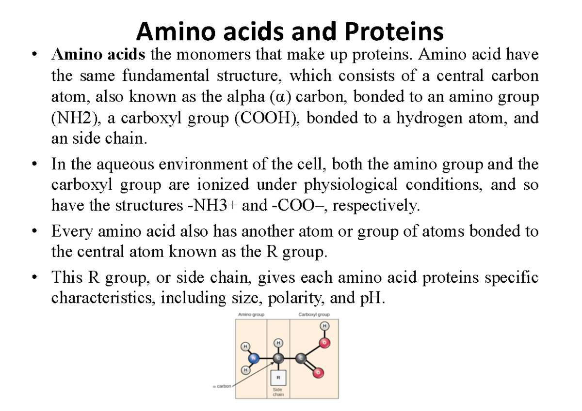 Amino acids and proteins Amino acids and Proteins Amino acids the