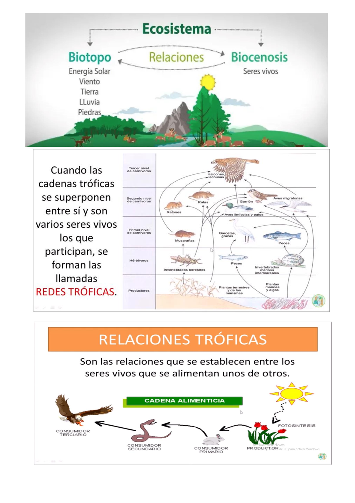 Ecosistema - CIENCIAS NATURALES - Didáctica Ciencias Naturales Y ...