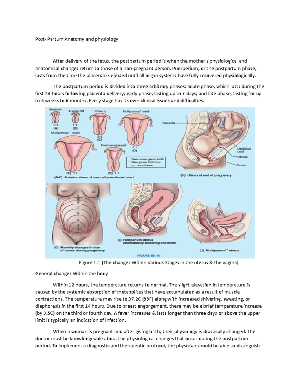 Post patrum and woman changes - Post- Partum Anatomy and physiology ...