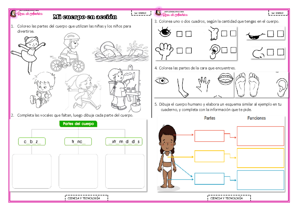 Nuestro Cuerpo Para Primer Grado De Primaria – Web Del Docente