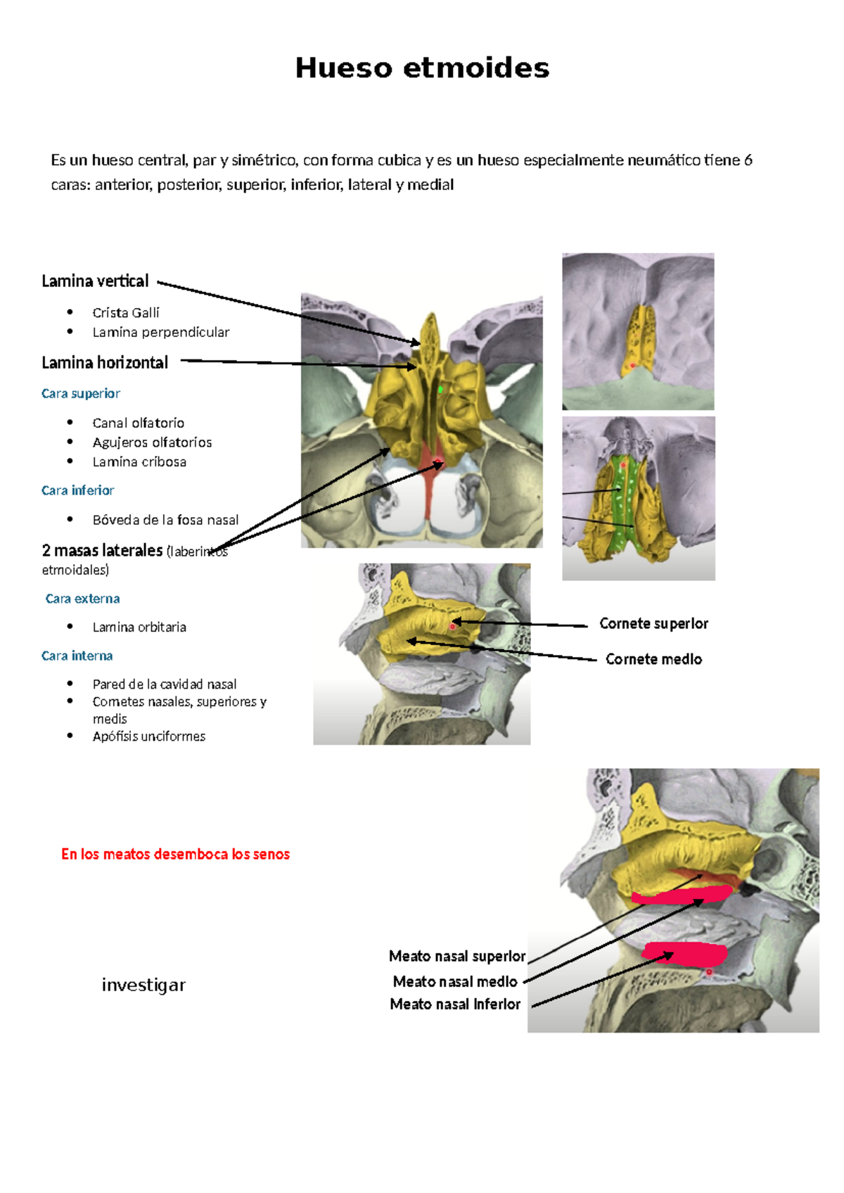 Hueso Etmoides Anatomia Hueso Etmoides Es Un Hueso Central Par Y Sim Trico Con Forma