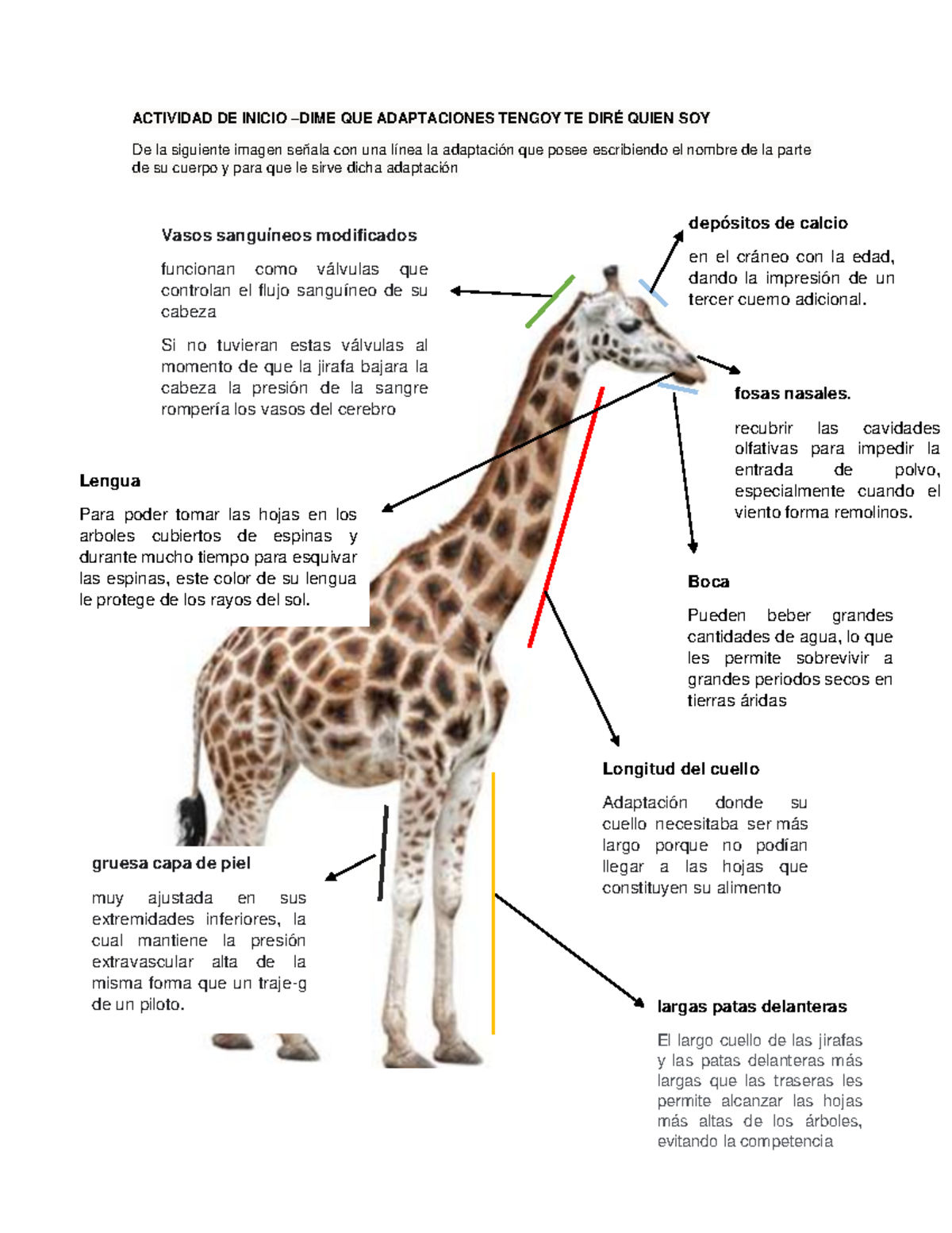 adaptación de la jirafa