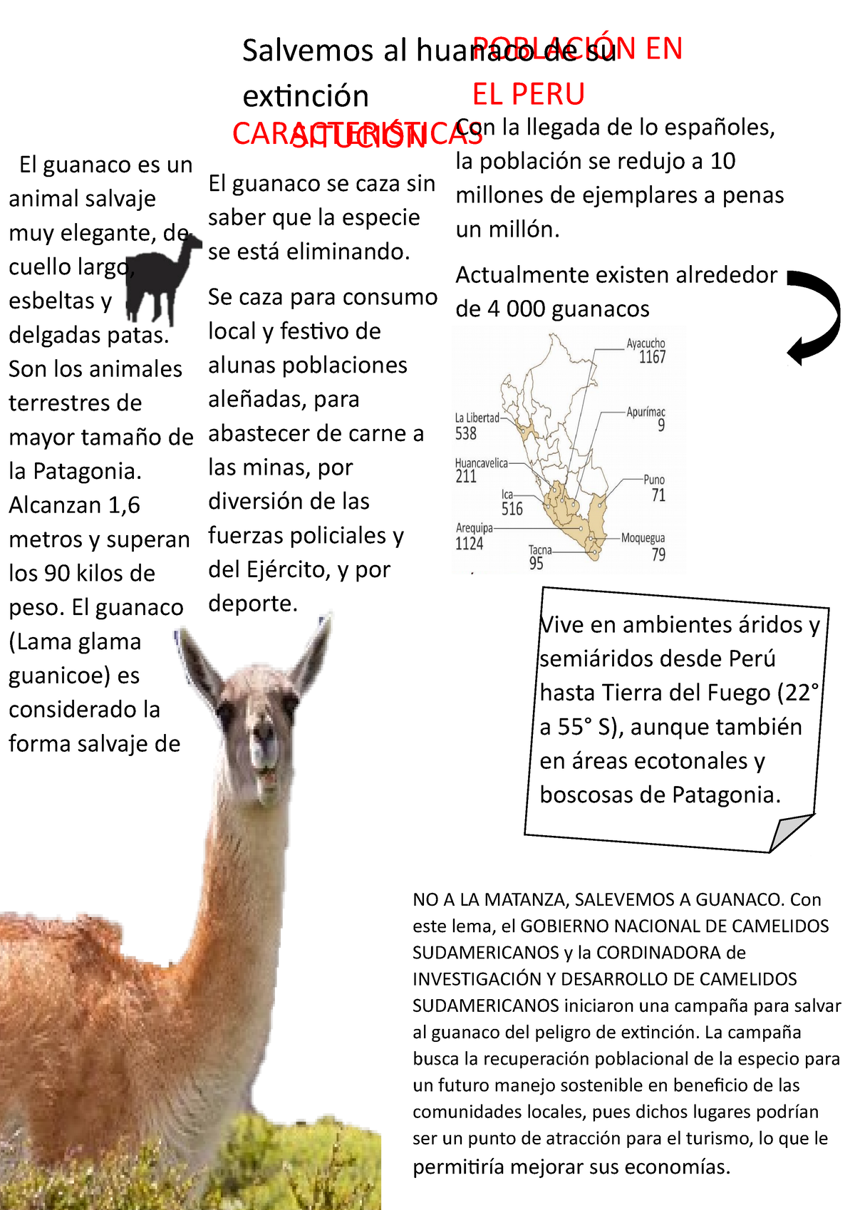 Guanaco - informacion - POBLACIÓN EN EL PERU El guanaco es un animal