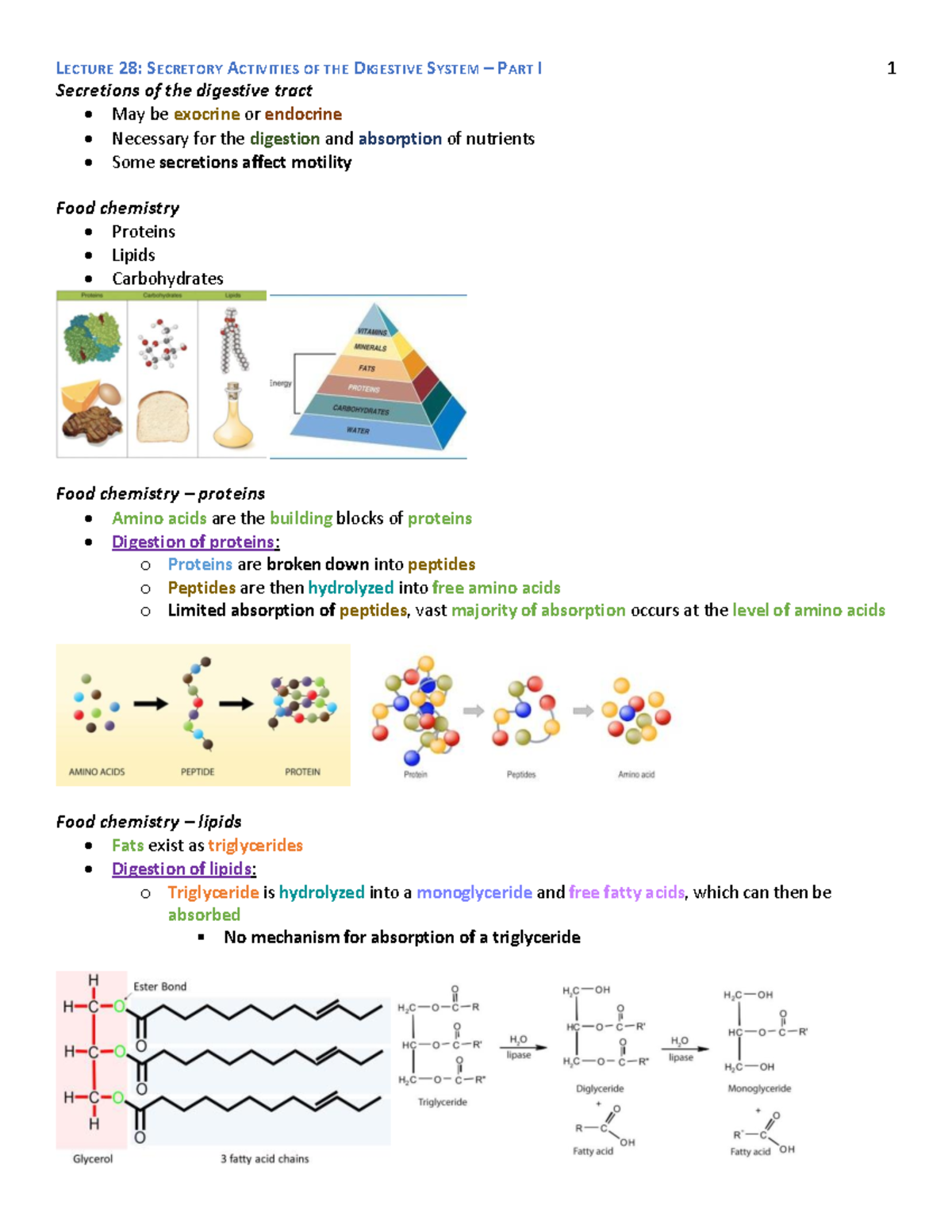 Lecture 28 Secretory Activities of the Digestive System Part I
