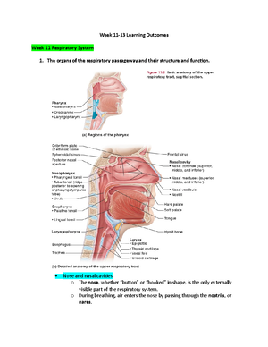 Chapter 7 - The Nervous System - *Know areas of brain and their ...