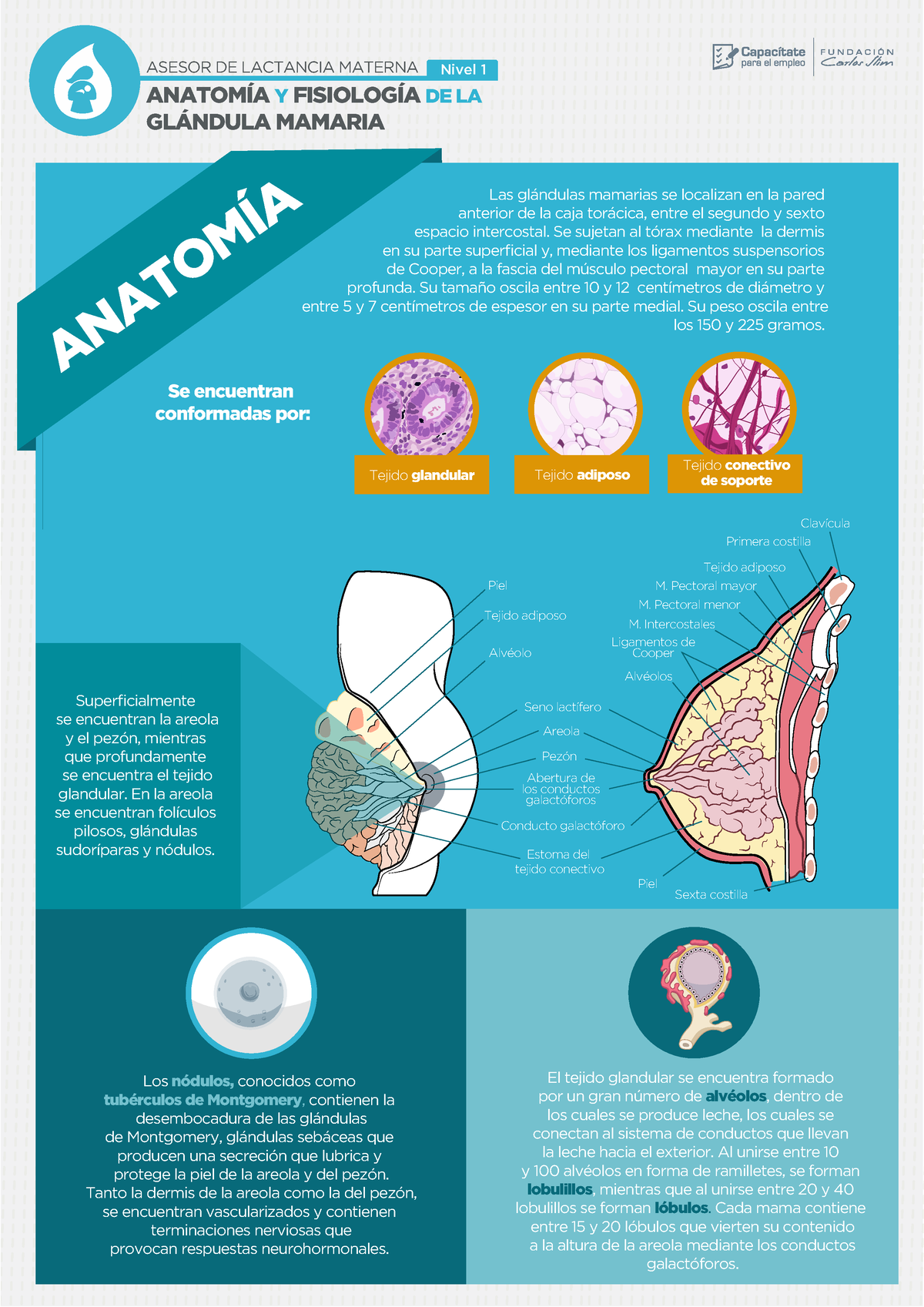 Anatomía y fisiología de la glándula mamaria - Nivel 1 ANATOMÍA Y ...