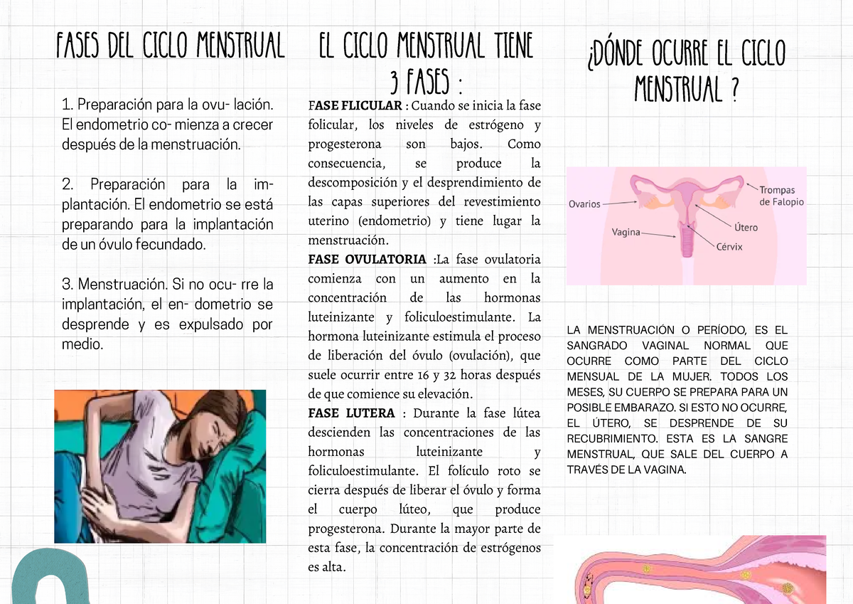Folleto Triptico Scrapbook Pastel Fases Del Ciclo Menstrual El Ciclo Menstrual Tiene 3 Fases 3863