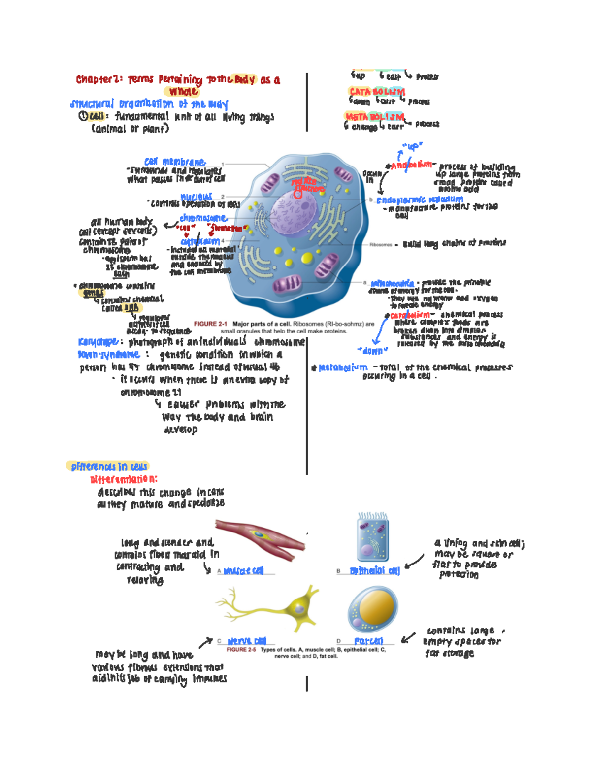 Week 2 Ch 2 - cool - I I n chapter 2 terms pertaining totheBody as a up ...
