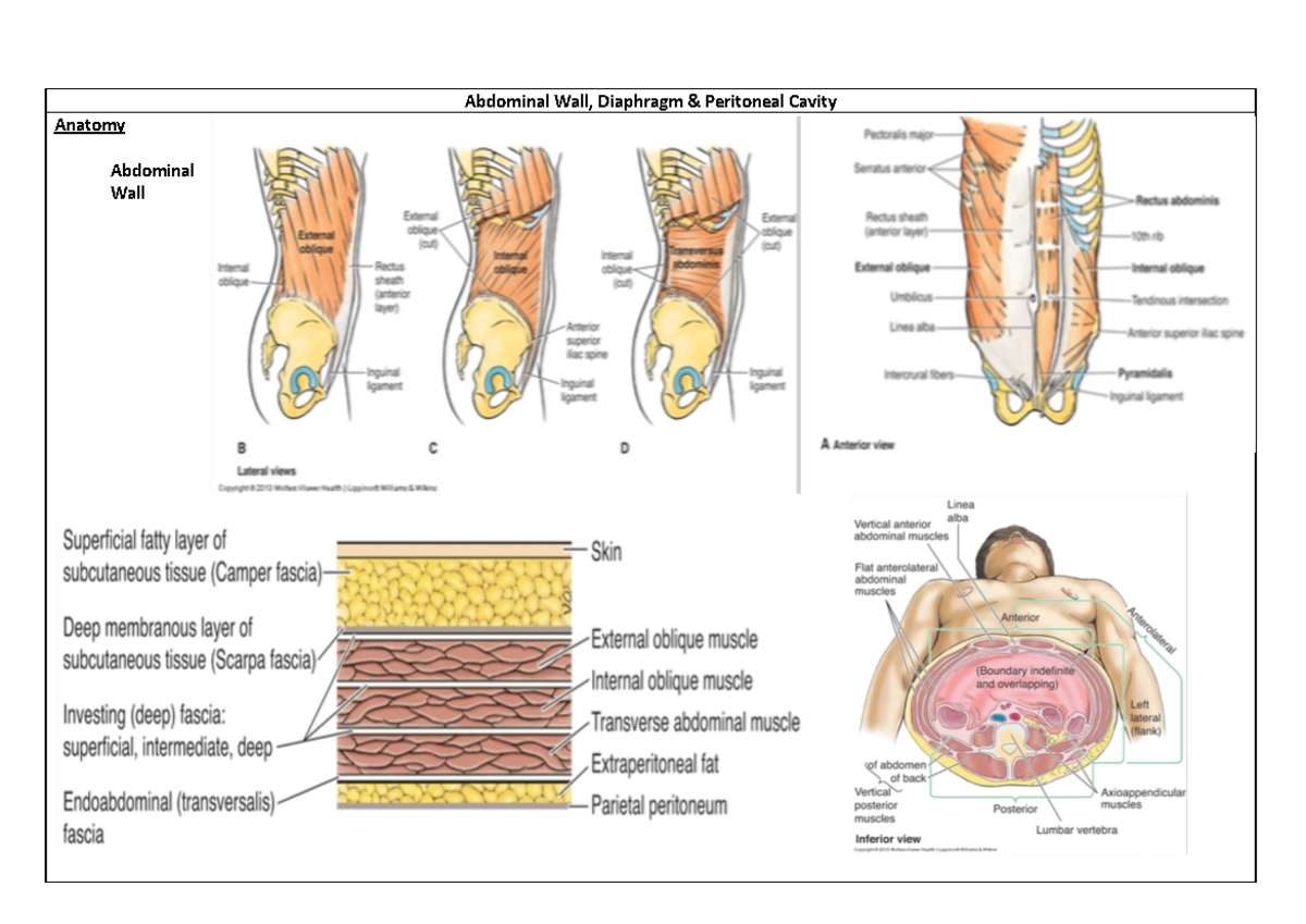 MEDS12002 - 5 - Abdominal Wall, Diaphragm Peritoneal Cavity - Abdominal ...