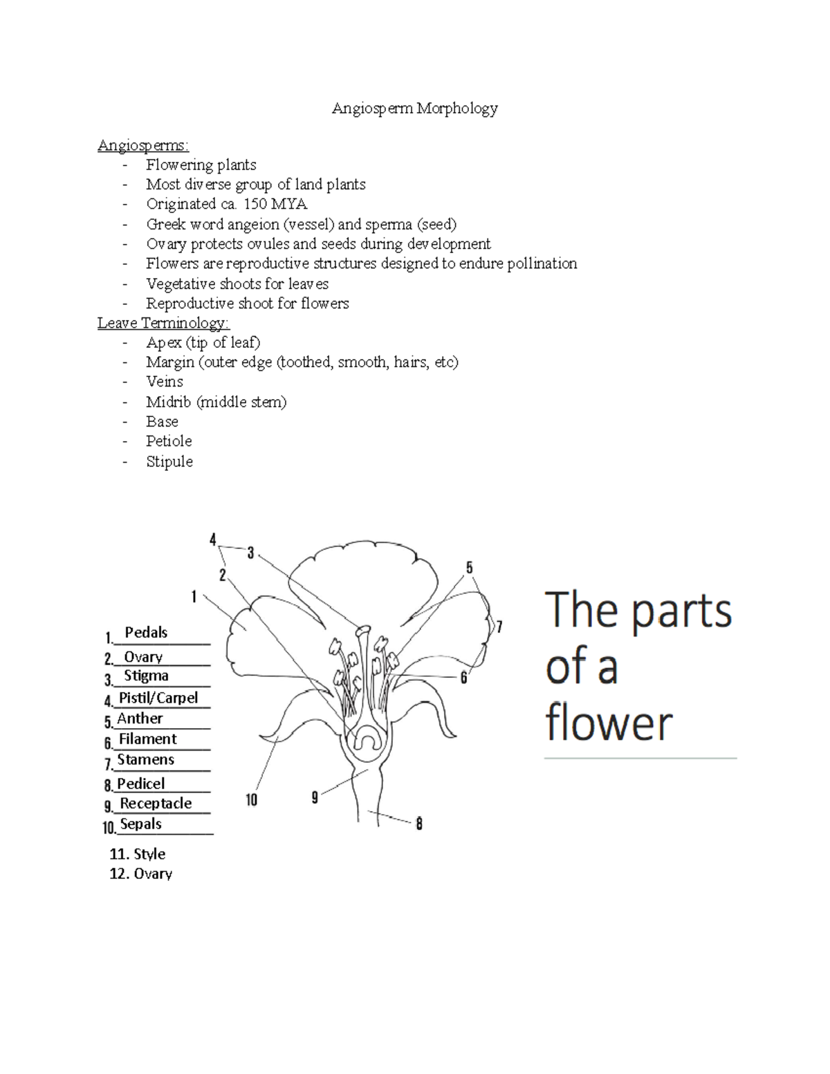 Angiosperm Morphology - Angiosperm Morphology Angiosperms: - Flowering ...