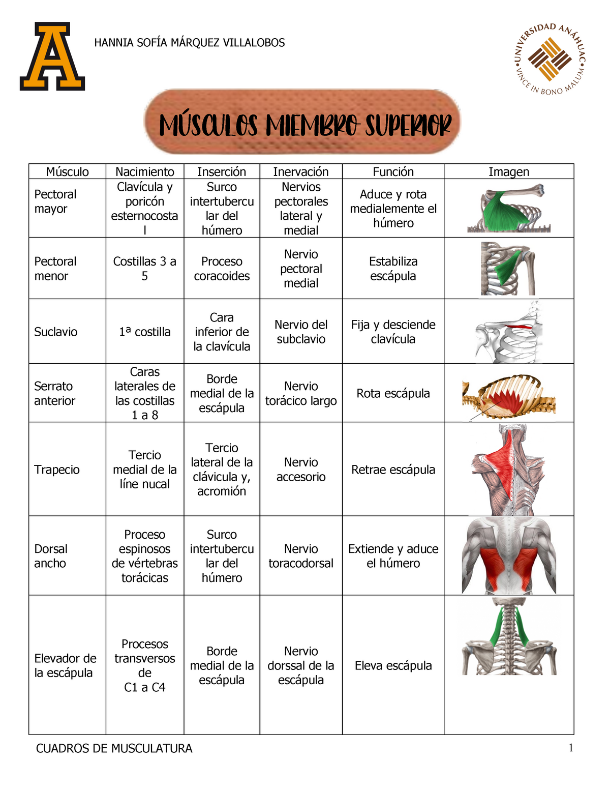 Cuadros de musculatura MÚSCULOS MIEMBRO SUPERIOR Músculo Nacimiento Inserción Inervación