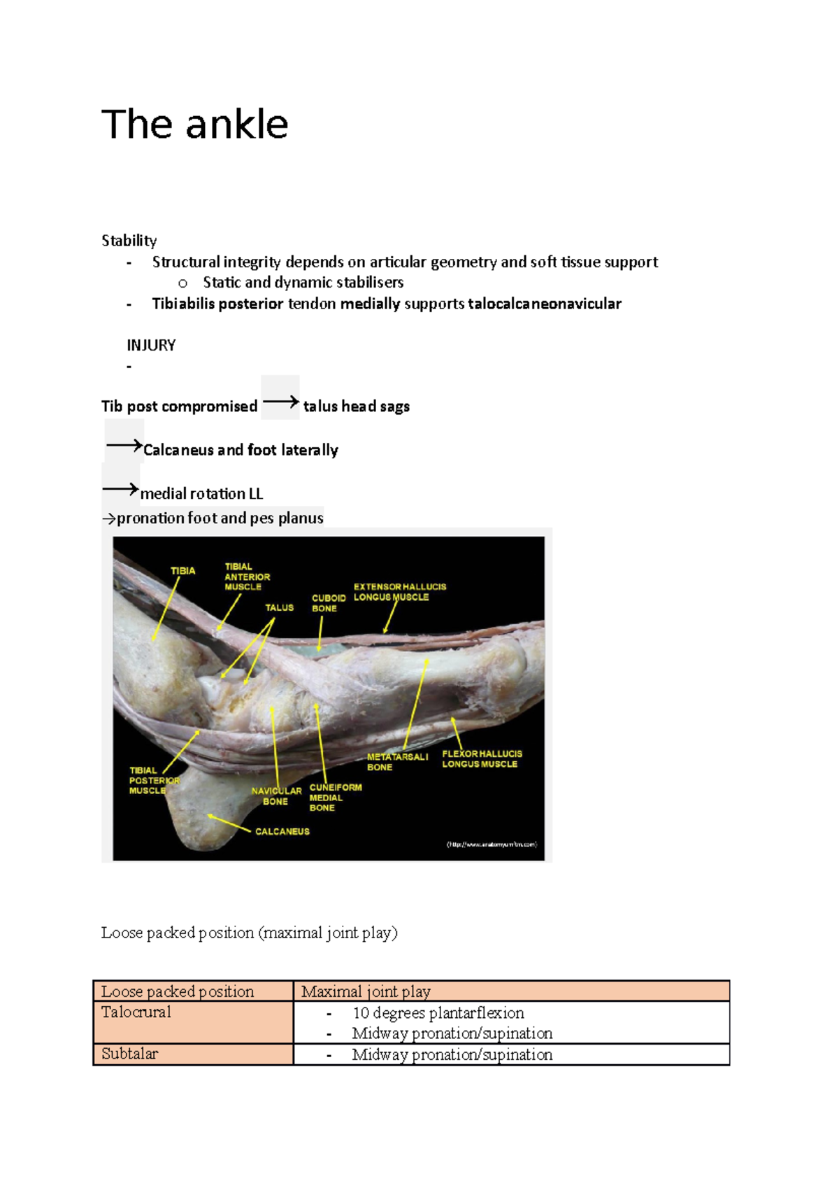 The ankle - today is the best - The ankle Stability - Structural ...