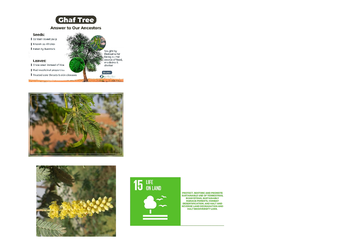 Ghaf - About Desert Animals - Ghaf Tree Answer to Our Ancestors Seeds ...