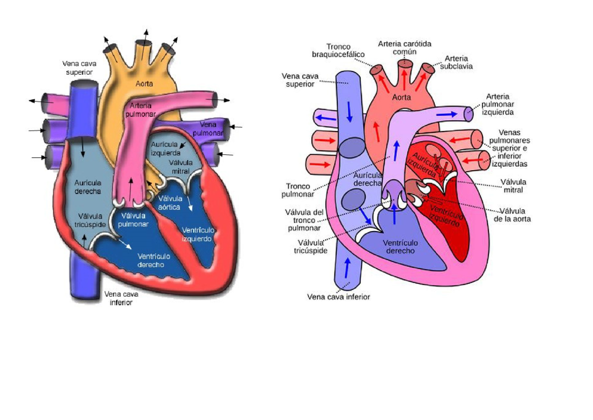 Anatomia DEL Corazon - Anatomía y fisiología del corazón - ANATOMIA DEL ...