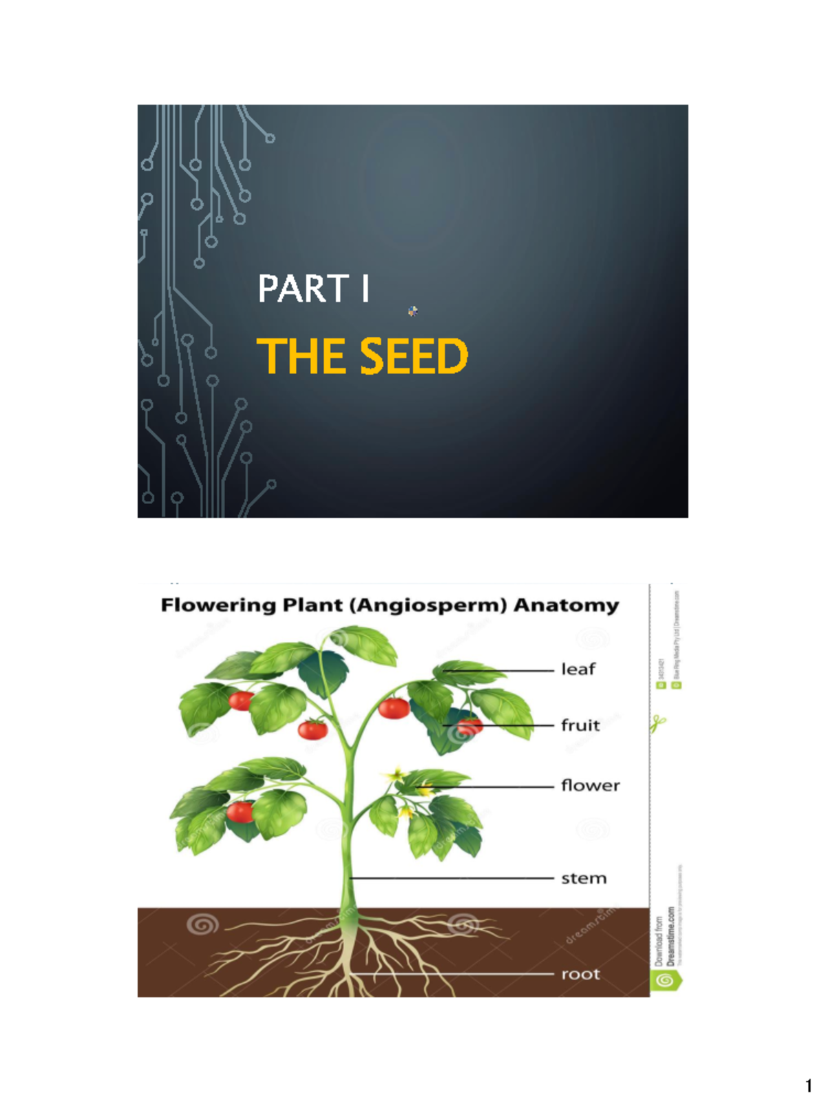 Lecture 1 Introduction of seed 1 PART I THE SEED THE SEED Definition A mature fertilized