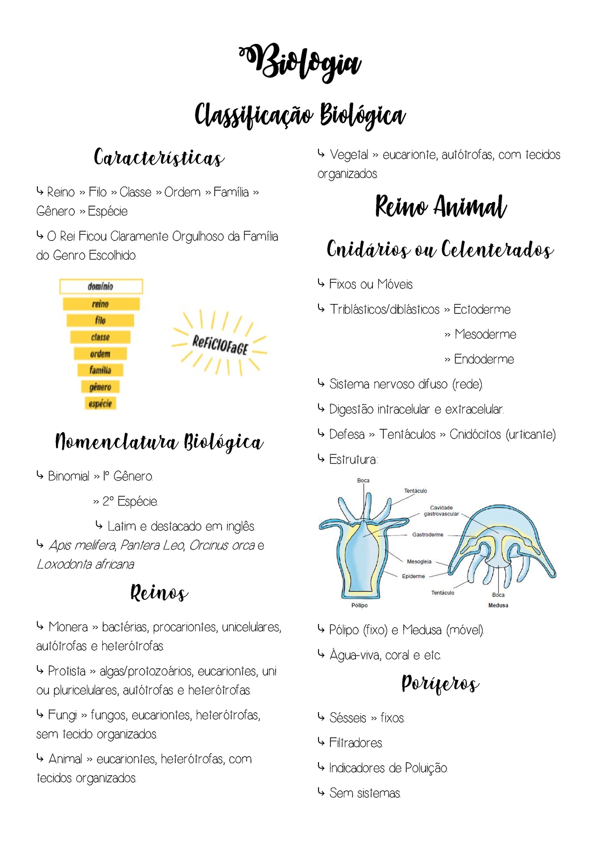 Classificação Biológica E Reino Animal - Biologia Classificação ...