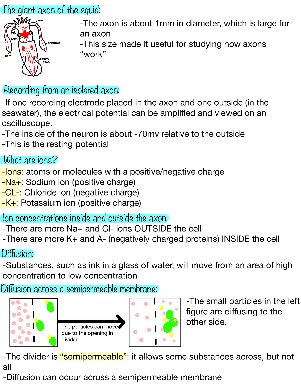 Biopsych Lecture 2 - The giant axon of the squid: -The axon is about ...