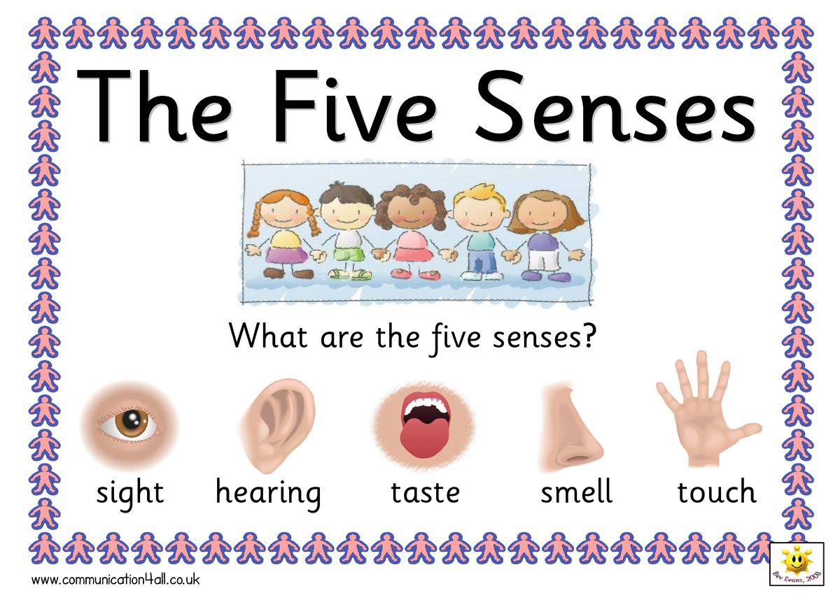 The Five Senses - SAMPLE - What are the five senses? sight hearing ...