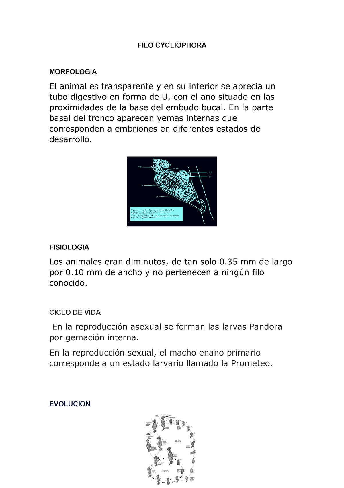 FILO Cycliophora - Documentos - FILO CYCLIOPHORA MORFOLOGIA El animal es  transparente y en su - Studocu