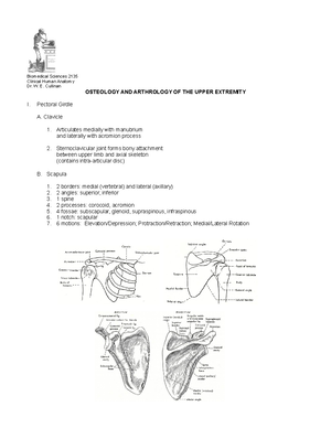 L7- Upper extremity muscles - Biomedical Sciences 2135 Clinical Human ...