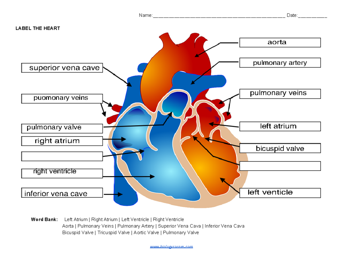 Label the Heart box - work - Name ...