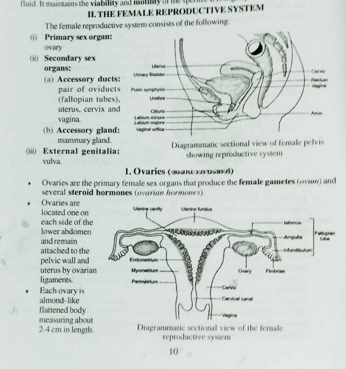 Female Reproductive system - Ba Honuors History - Studocu