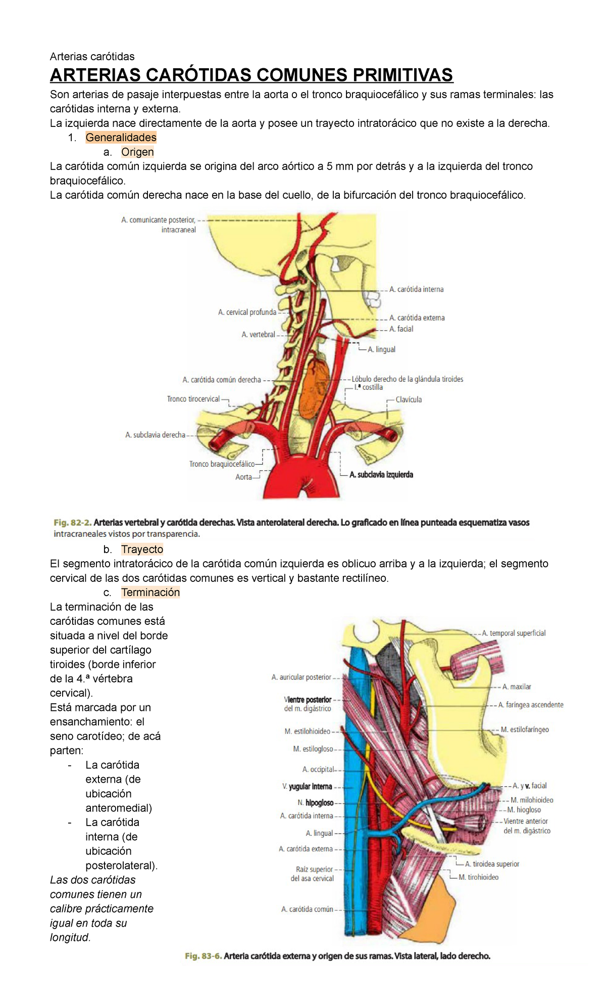 Arterias Carótidas Latarjet Cap 83 Arterias Carótidas Arterias CarÓtidas Comunes Primitivas 5507