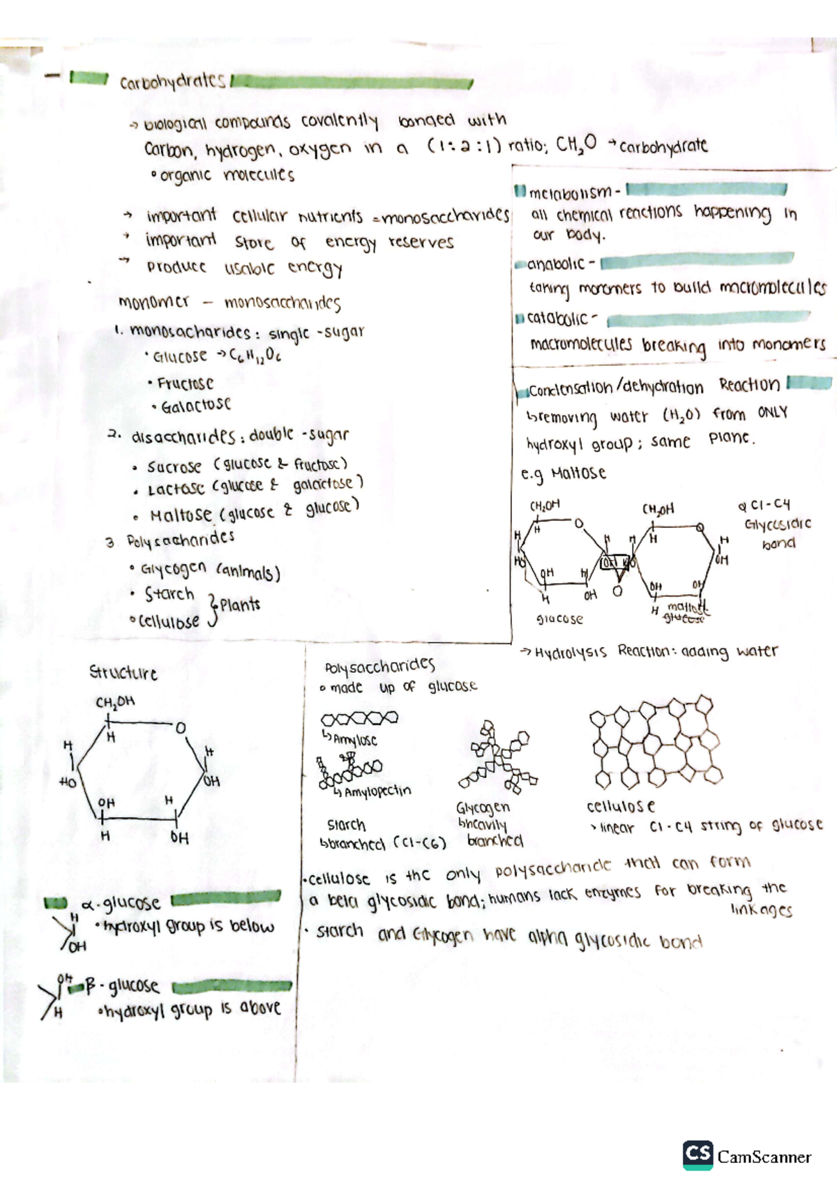 Biochemistry - Carbohydrates Notes - CamScanner - Studocu