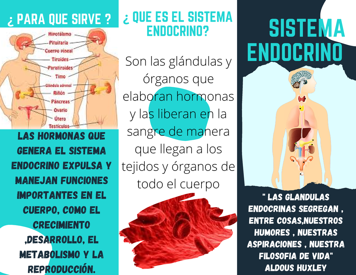 Sistema Endocrino Las Hormonas Que Genera El Sistema Endocrino Expulsa Y Manejan Funciones 