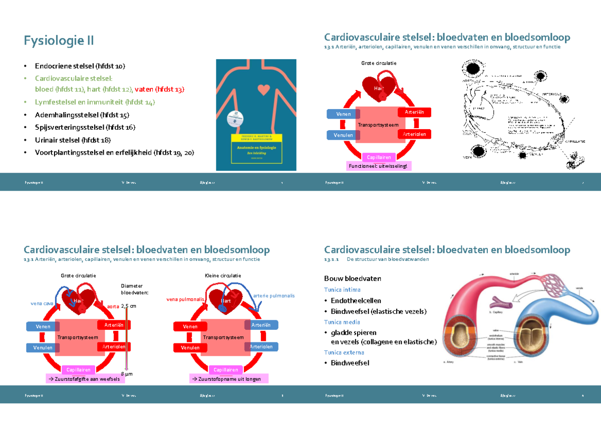 Palace Learning 4 Pack - Anatomische Poster Set - Gelamineerd - Spier, Skelet, Spinale Zenuwen, Dermatomen - Anatomische Grafiek Set (GELAMINEERD, 46 x 61 cm) : Palace Learning