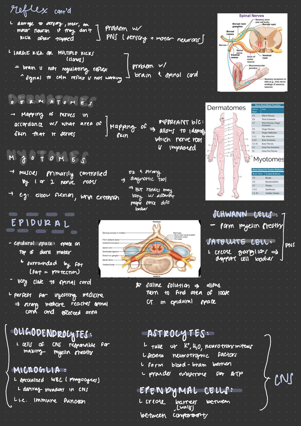 Nervous system 2 - Dr. Richards - reflex cont 'd L damage to sensory ...