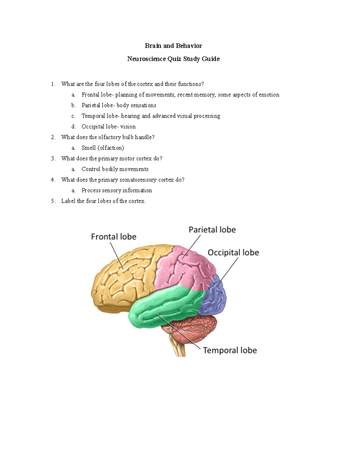 Study Guide- Neuroscience Quiz- PSB 2000 - Brain And Behavior ...