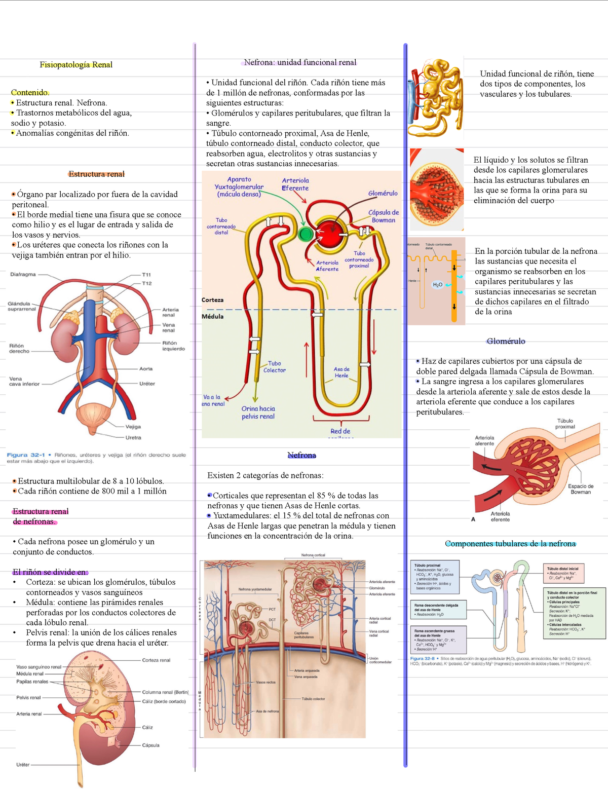 7 Fisiopatología Renal Contenido Estructura Renal Nefrona Trastornos Metabólicos Del Agua 5153