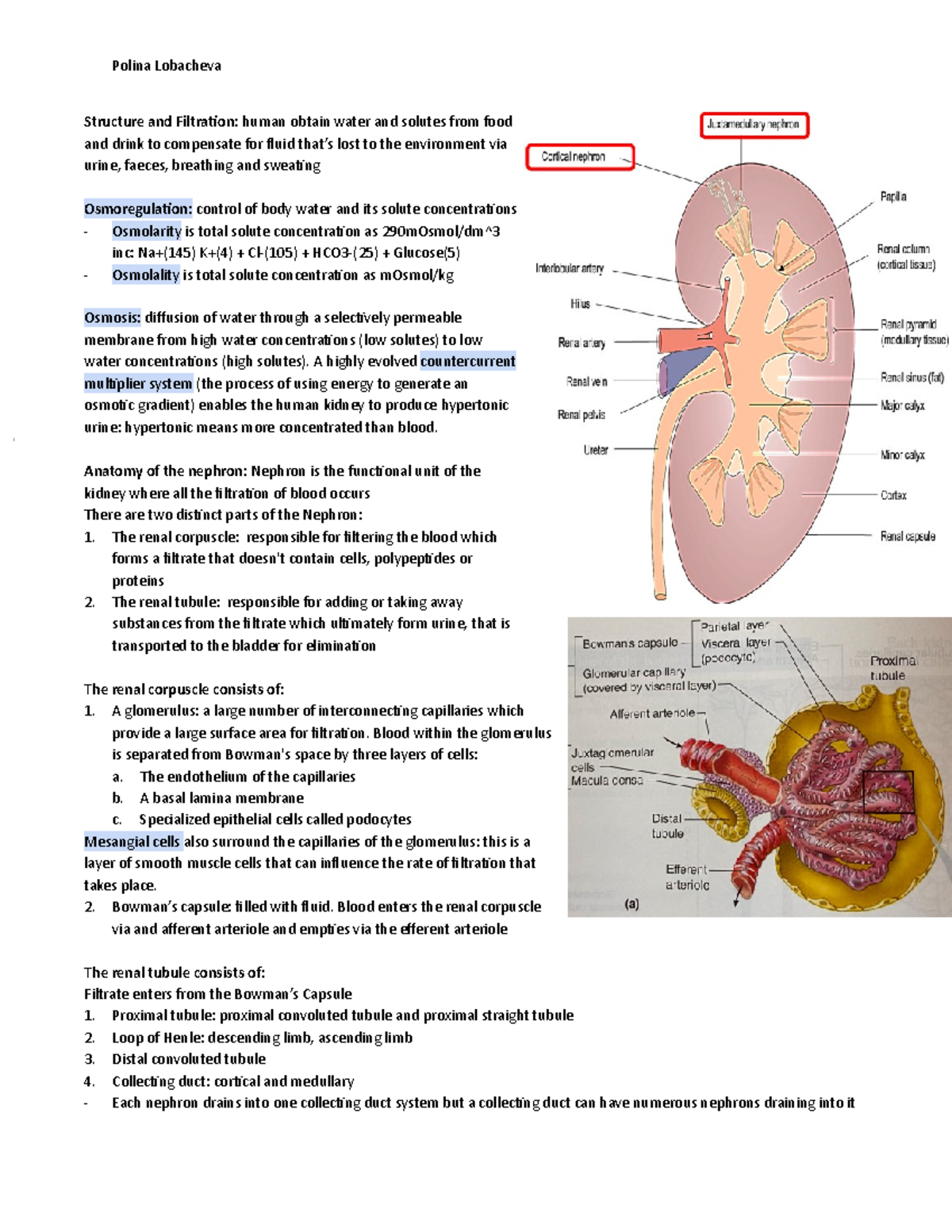 Renal System . - Structure and Filtraion: human obtain water and ...