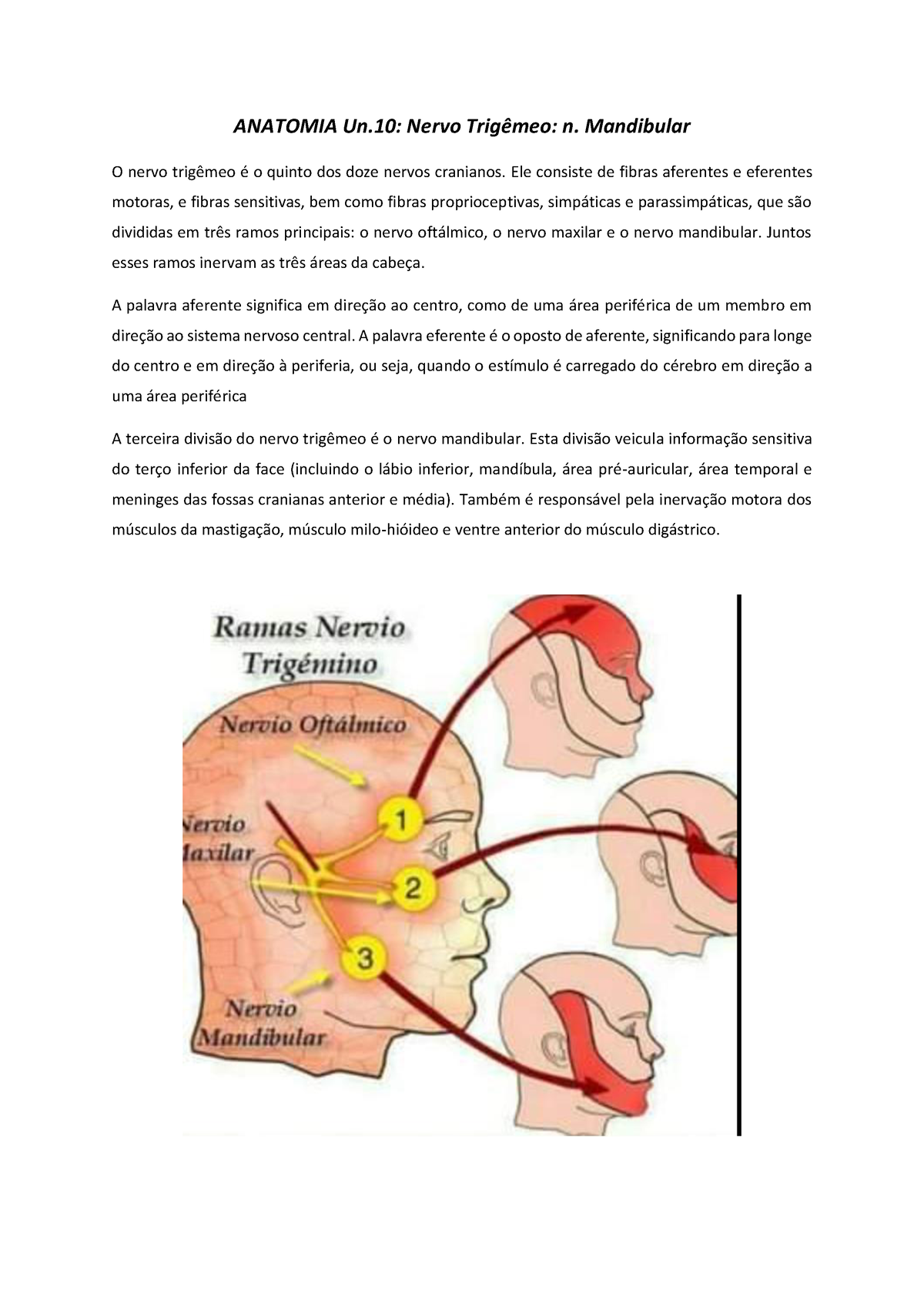 Nervo Maxilar completo - Anatomia Humana - Anatomia 