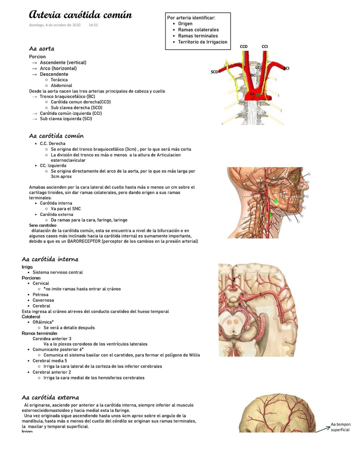 Arteria carotida comun - Anatomía - Studocu