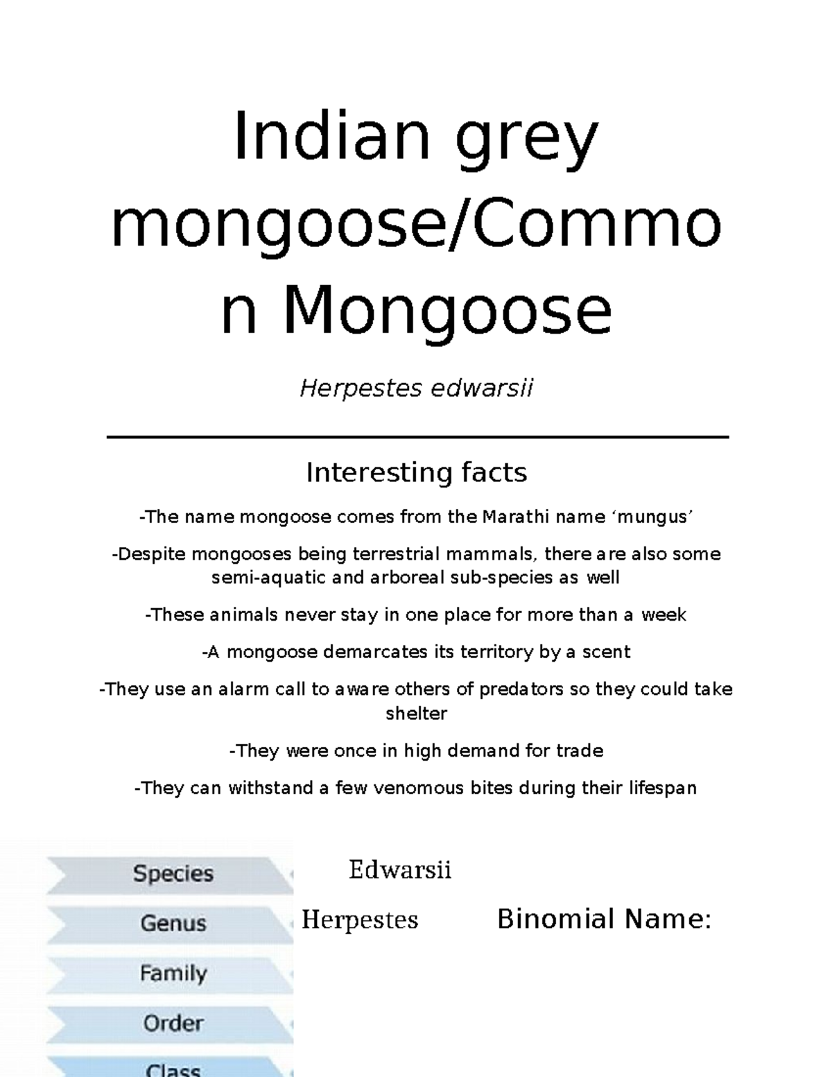 Indian Mongoose - Indian grey mongoose/Commo n Mongoose Herpestes ...