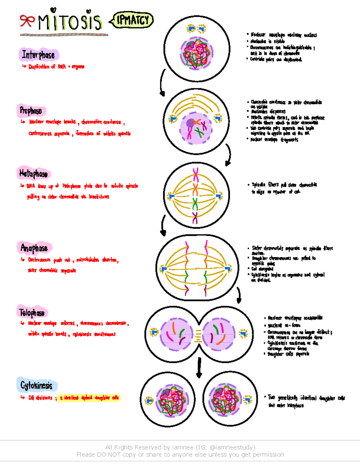 Anatomy Picture and description of Mitosis - All Rights Reserved by ...