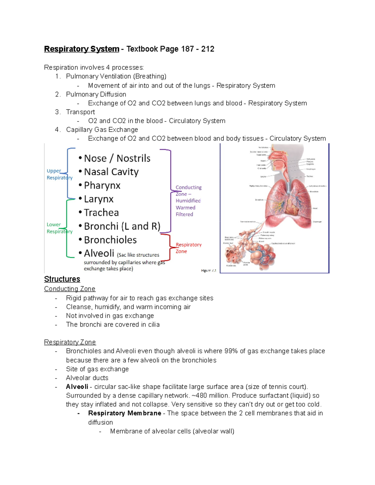 KIN163 - Respiratory System - Respiratory System - Textbook Page 187 ...