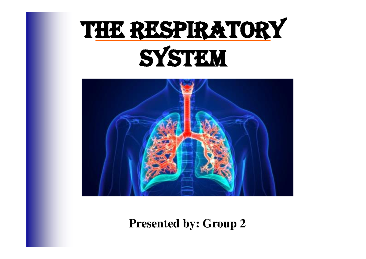 Respiratory-System - just notes - The Respiratory System Presented by ...