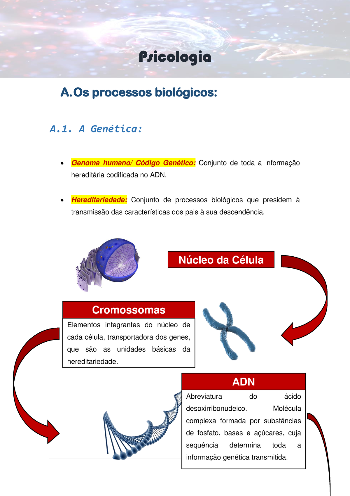 Processos Biológicos - Psicologia A. Os Processos Biológicos: A. A ...