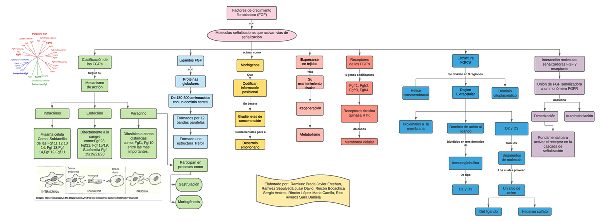 mapa del receptor de tirosina quinasa