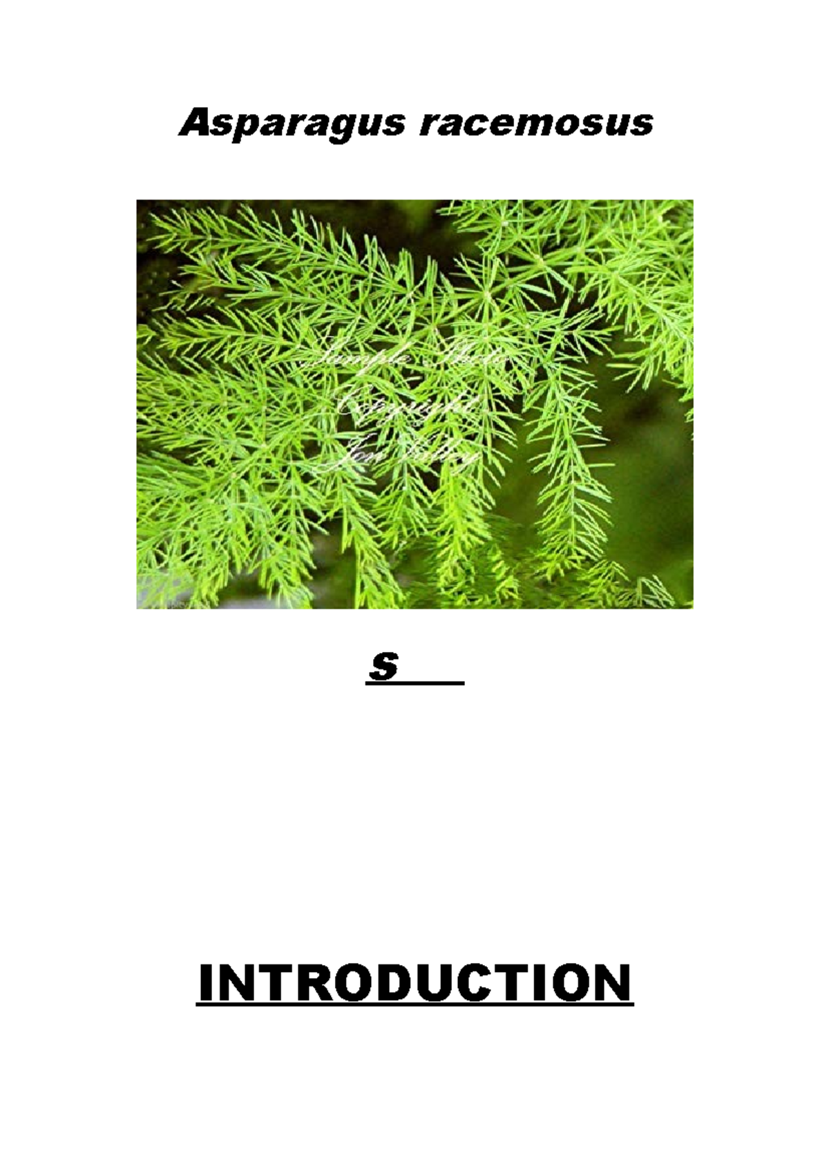 Asparagus Racemosus NEW Asparagus racemosus s INTRODUCTION Asparagus