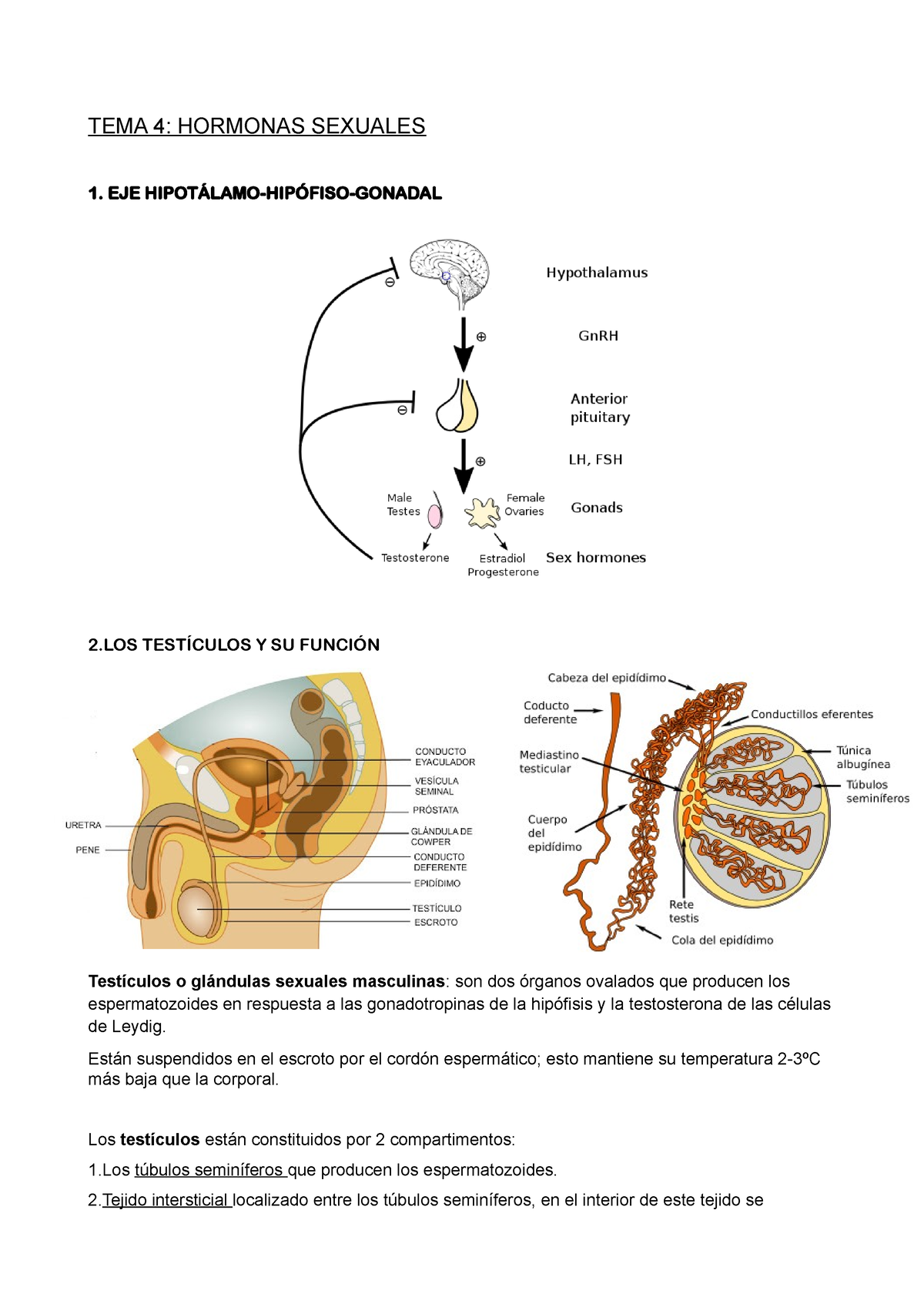 TEMA 4 - Apuntes - TEMA 4: HORMONAS SEXUALES 1. EJE HIPOTÁLAMO-HIPÓFISO ...