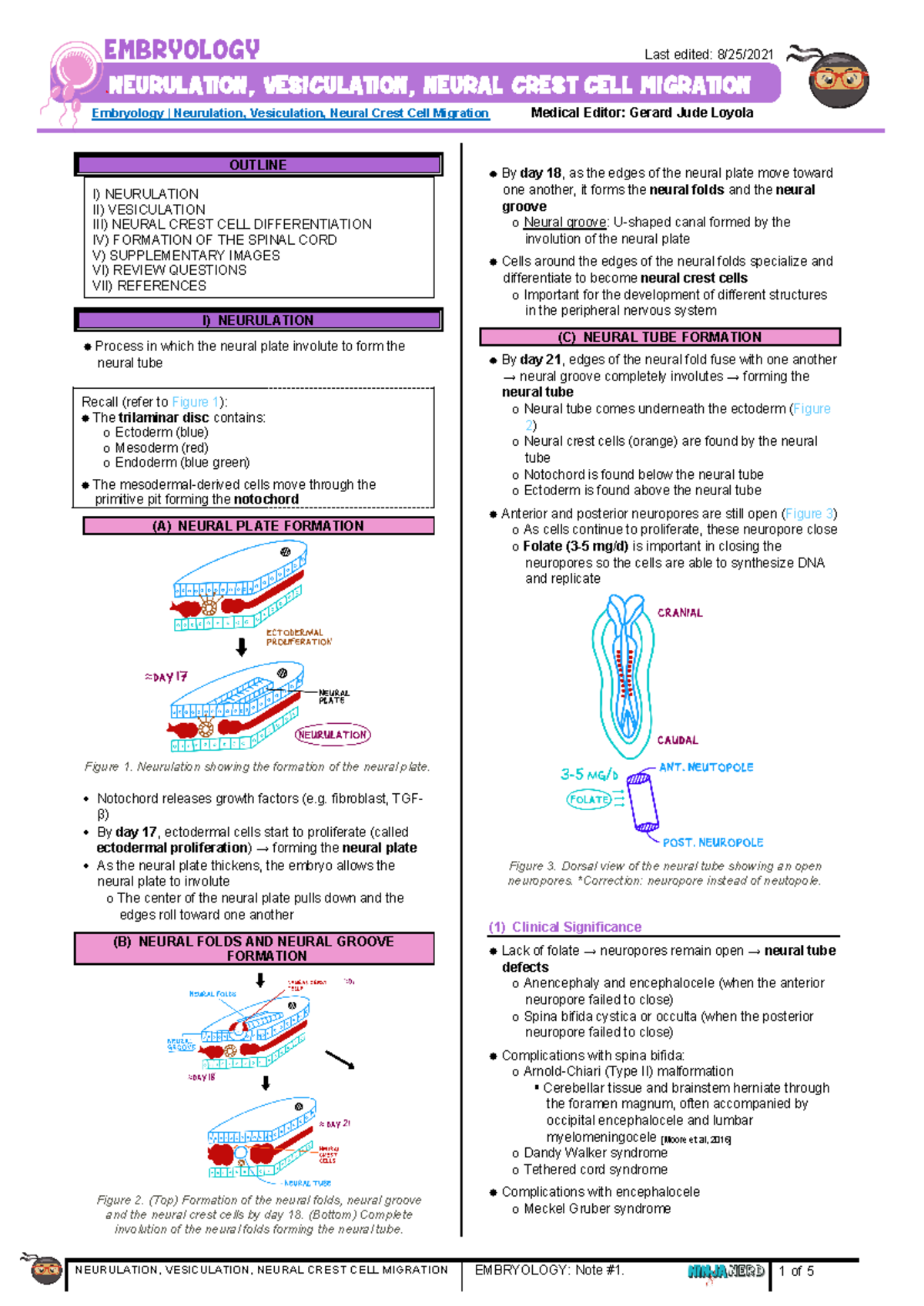 266 - Embryology Physiology] Neurulation, Vesiculation, Neural Crest ...