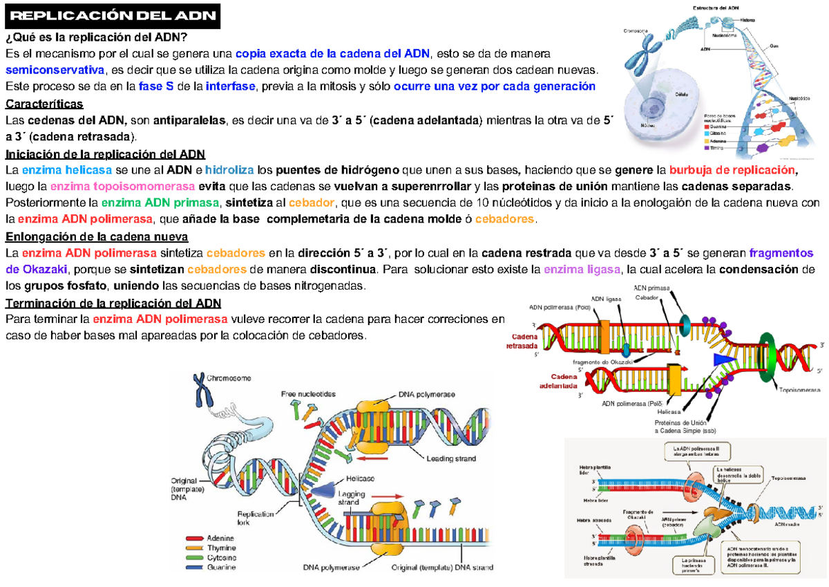 ADN replicación, transcripción y traducción - replicación del Adn ¿Qué