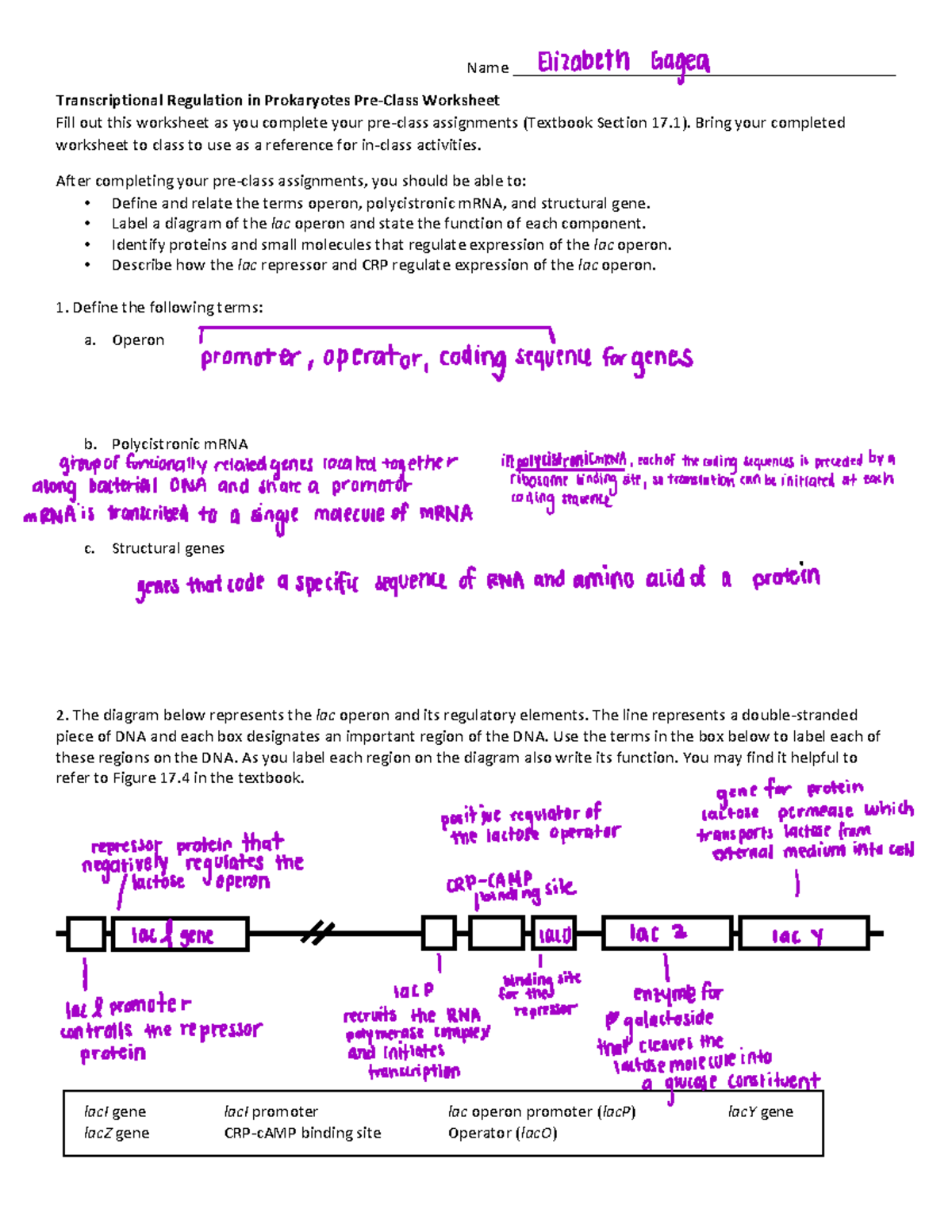 Week+7b+Prokaryotic+Gene+Expression+v2 - Name