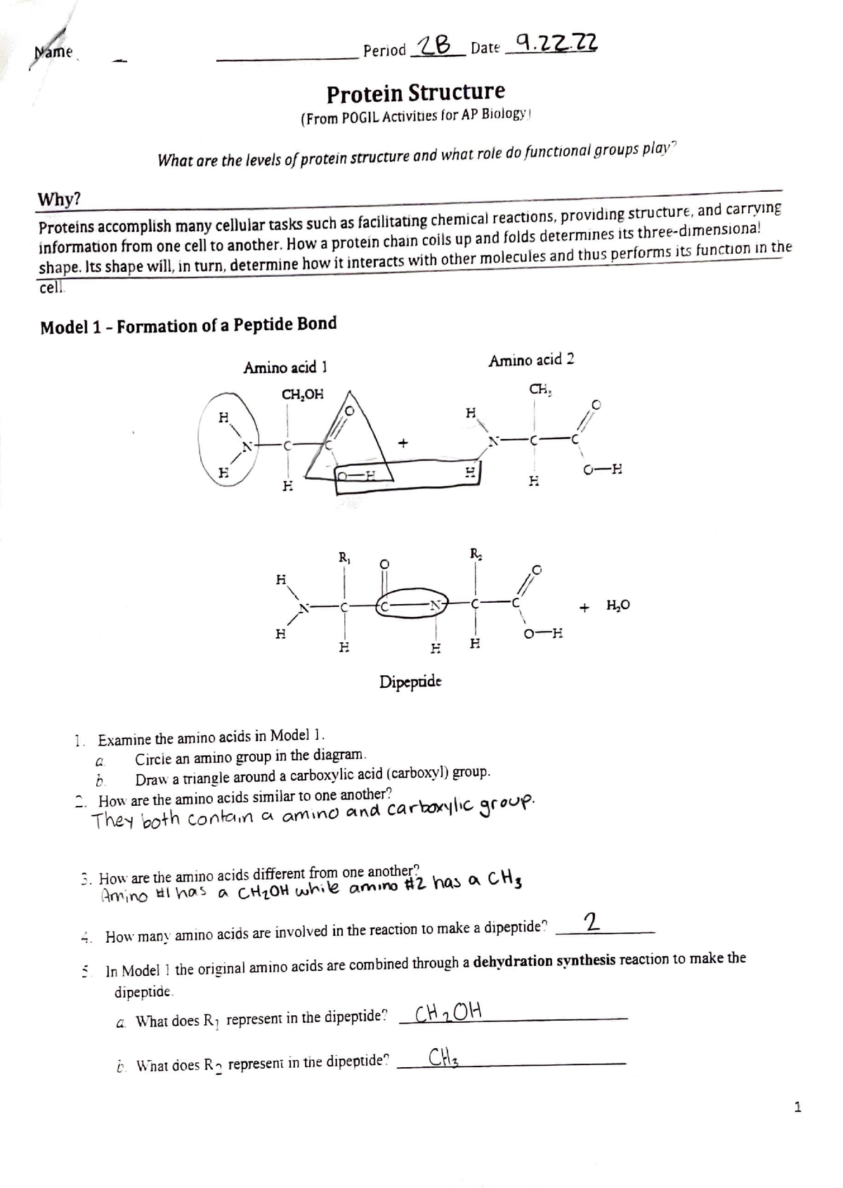 protein-structure-studocu