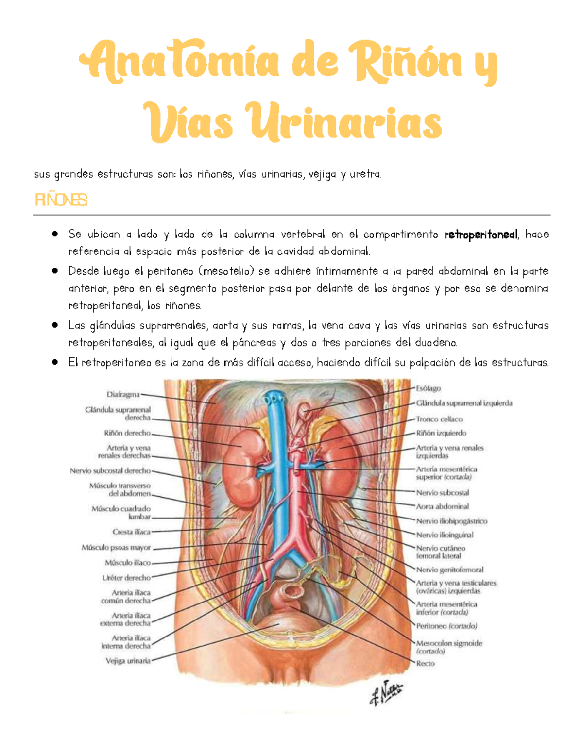 Anatomía renal y de vías urinarias