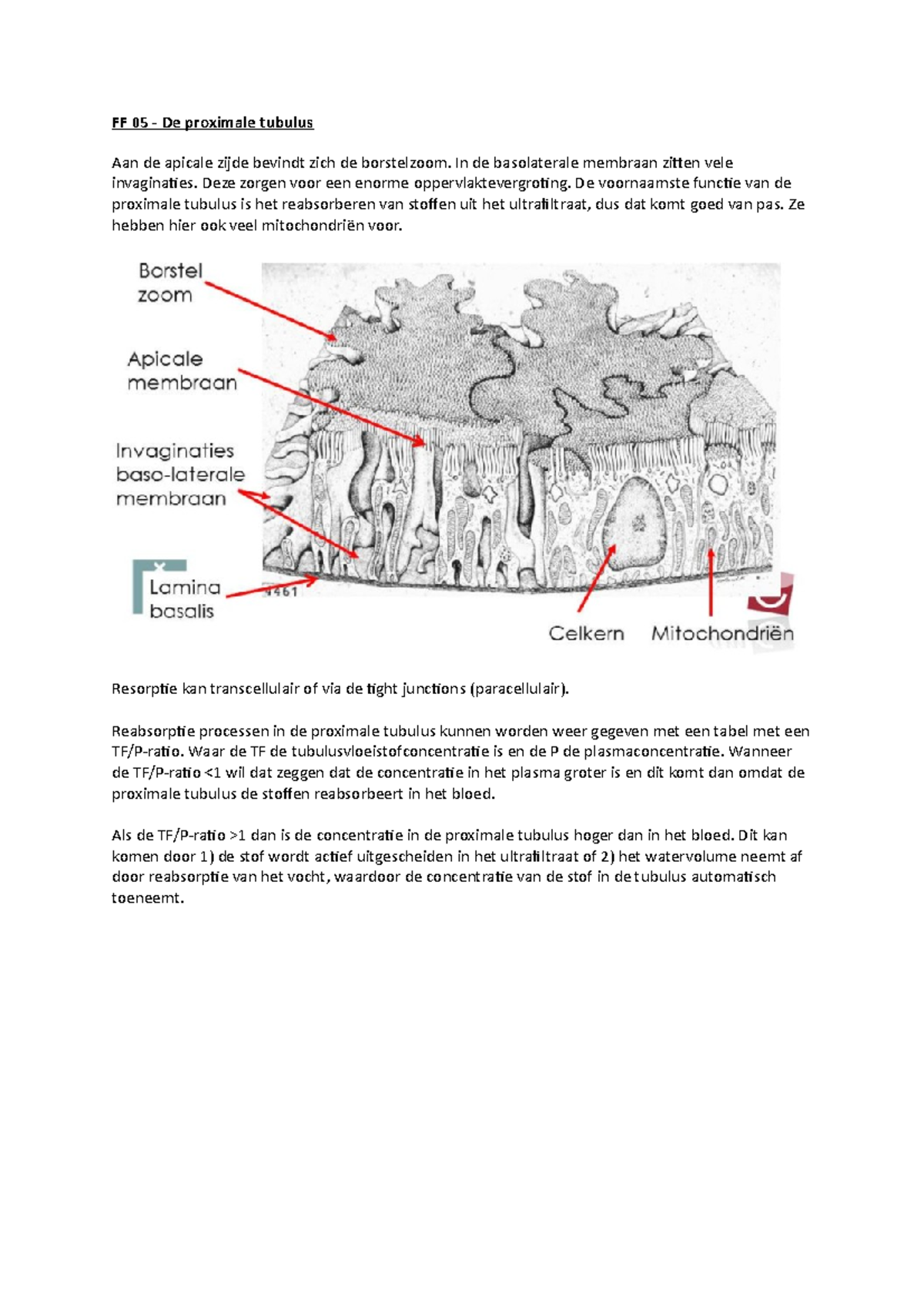 Ff Samenvating Proximale Tubulus Ff De Proximale Tubulus Aan De